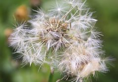 Der Wind ist schon mal durchgefahren