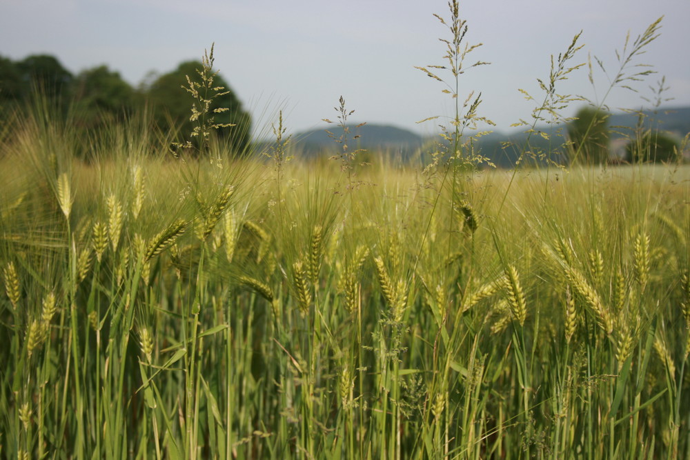 Der wind Liebt