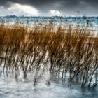 Der Wind pfeift durch das Schilf