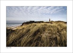 der wind rauscht durch das gras