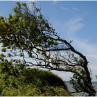 Der Wind schafft fast alles !