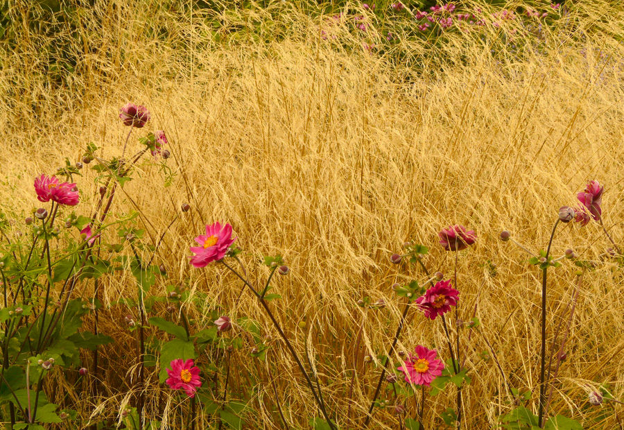 Der Wind streichelt Blumen und Gräser