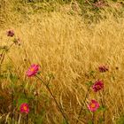 Der Wind streichelt Blumen und Gräser