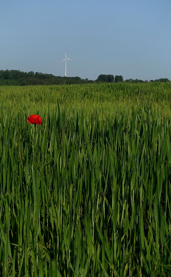 Der Wind trägt den Gedanken