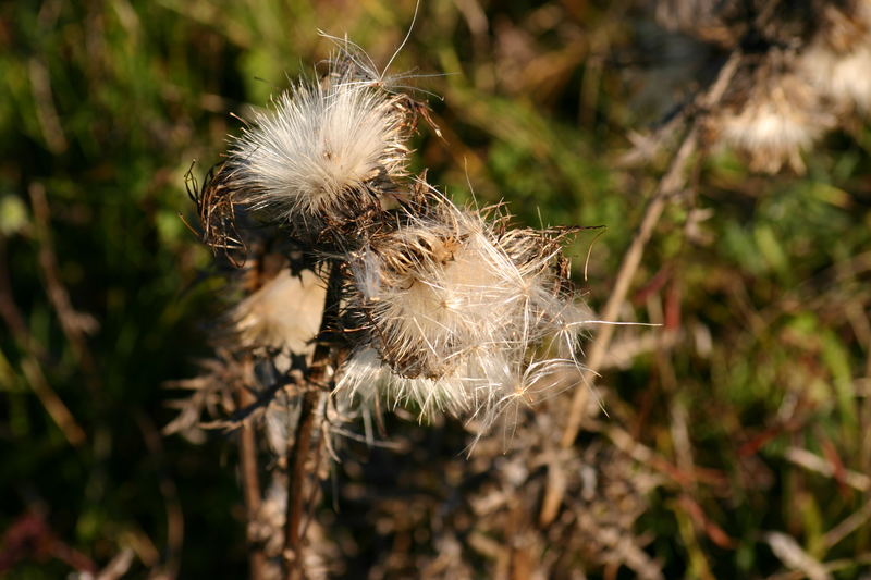 Der Wind trägt die Samen