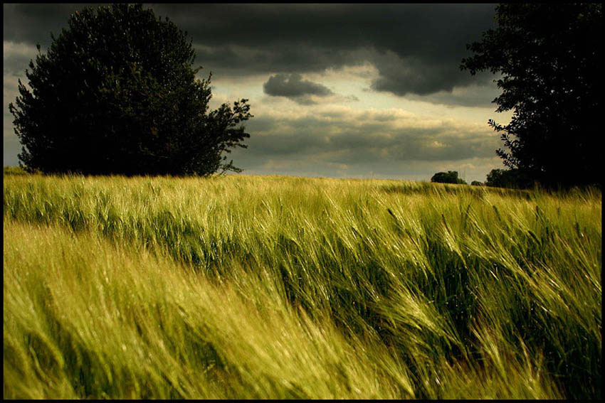 Der Wind und das Feld