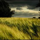 Der Wind und das Feld