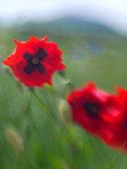 Der Wind und das Lensbaby