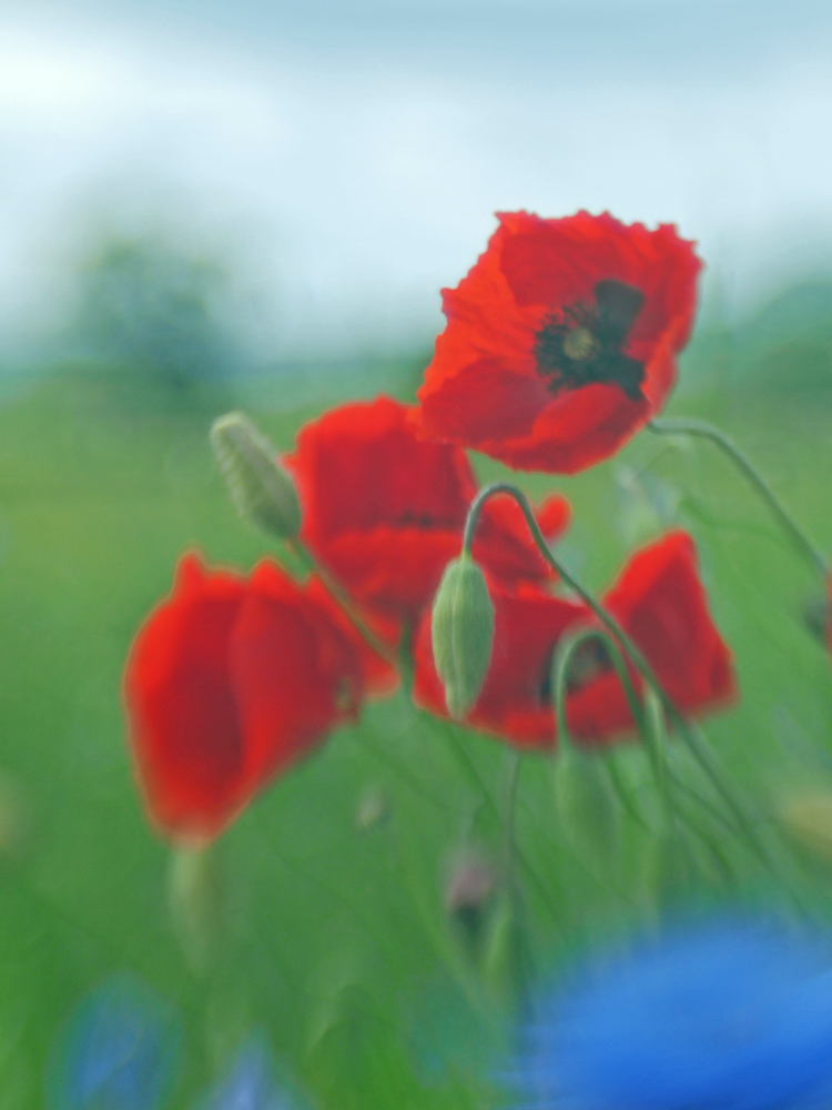 Der Wind und das Lensbaby 2