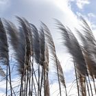 Der Wind und das Pampasgras