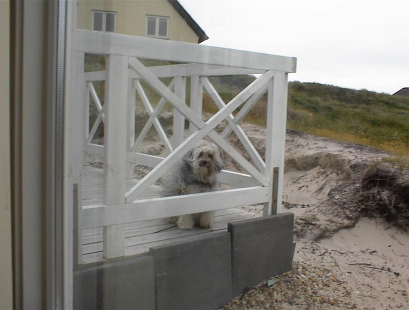 Der wind und der hund