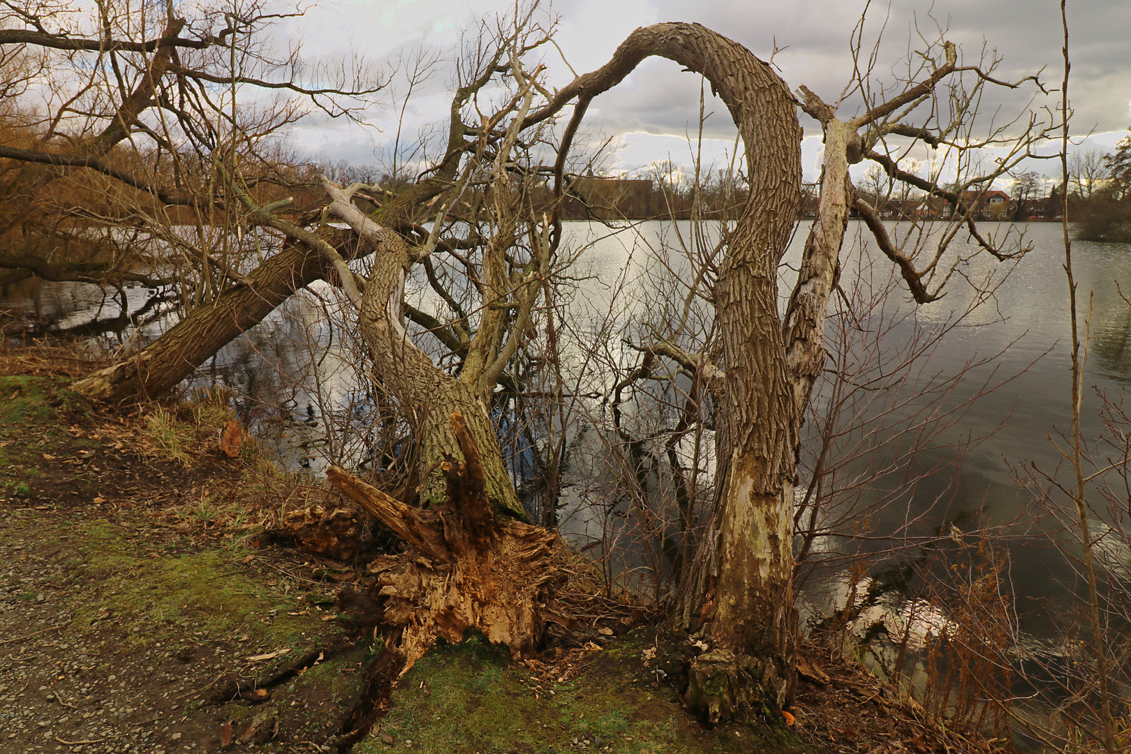 Der Wind und die Weiden