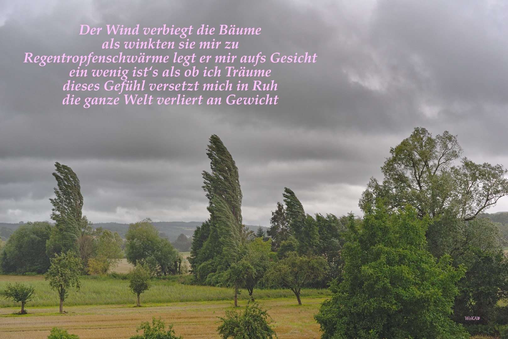 Der Wind verbiegt die Bäume