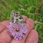 Der Wind war zu heftig - mußte die Blume festhalten