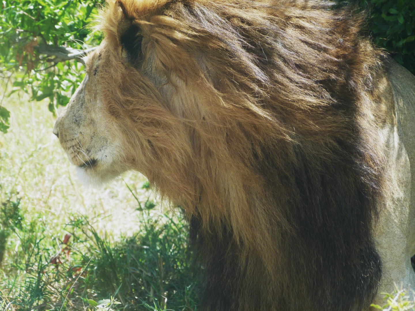 Der Wind weht in meiner Mähne. Löwenmann in der Masai Mata