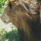 Der Wind weht in meiner Mähne. Löwenmann in der Masai Mata