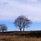 Der Wind weht von Westen