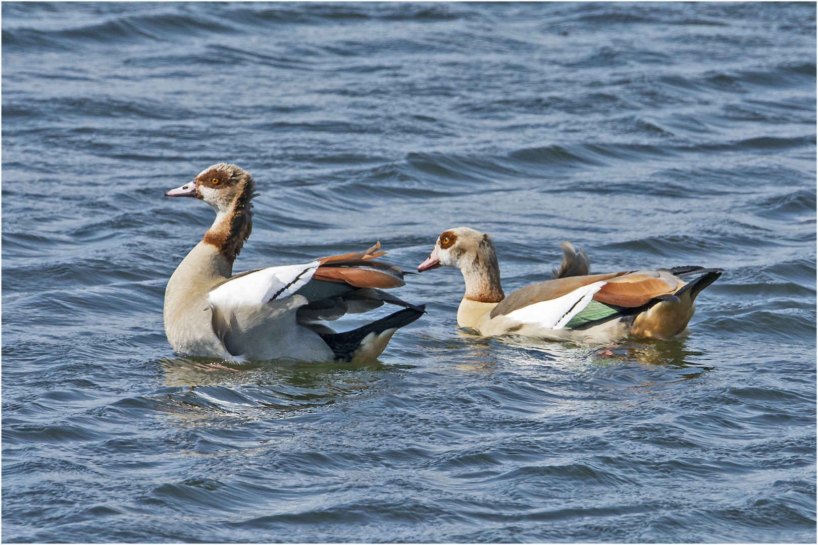 Der Wind zauste am Gefieder der Nilgänse . . .