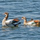 Der Wind zauste am Gefieder der Nilgänse . . .