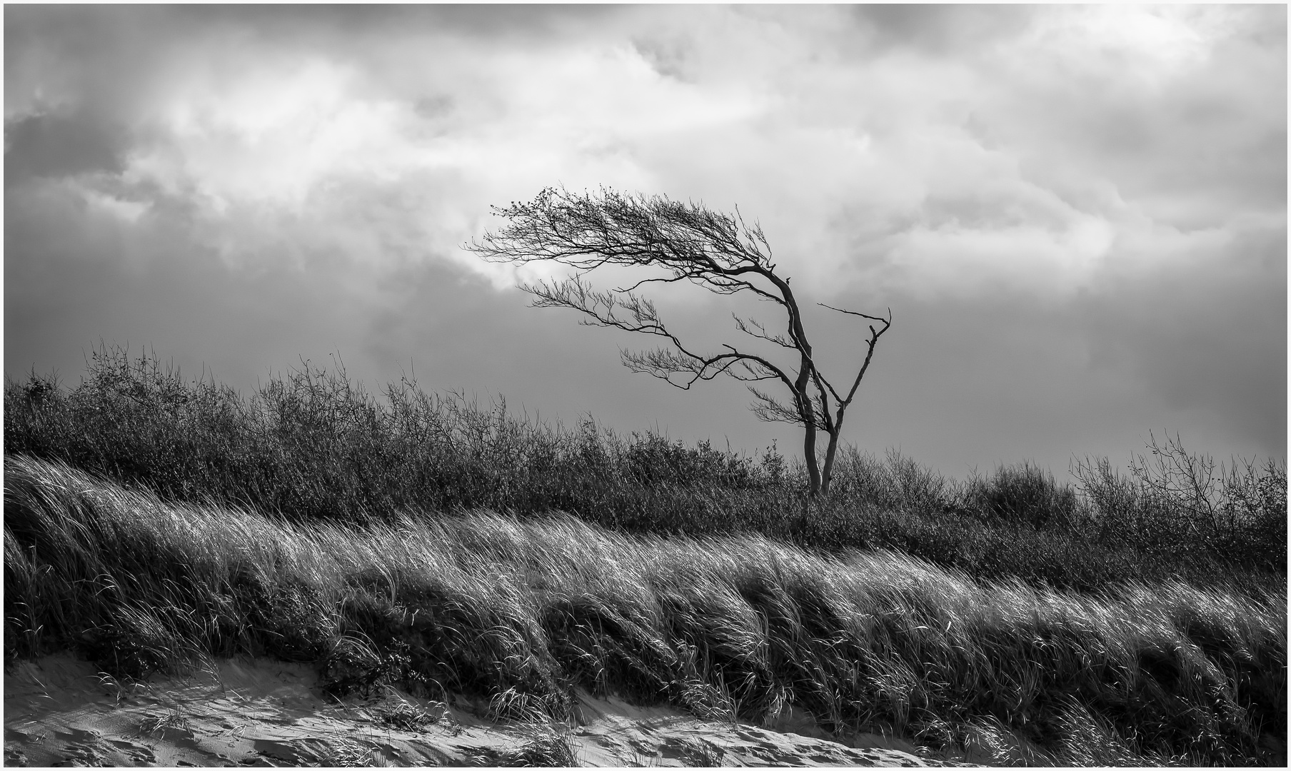 Der "Windflüchter"