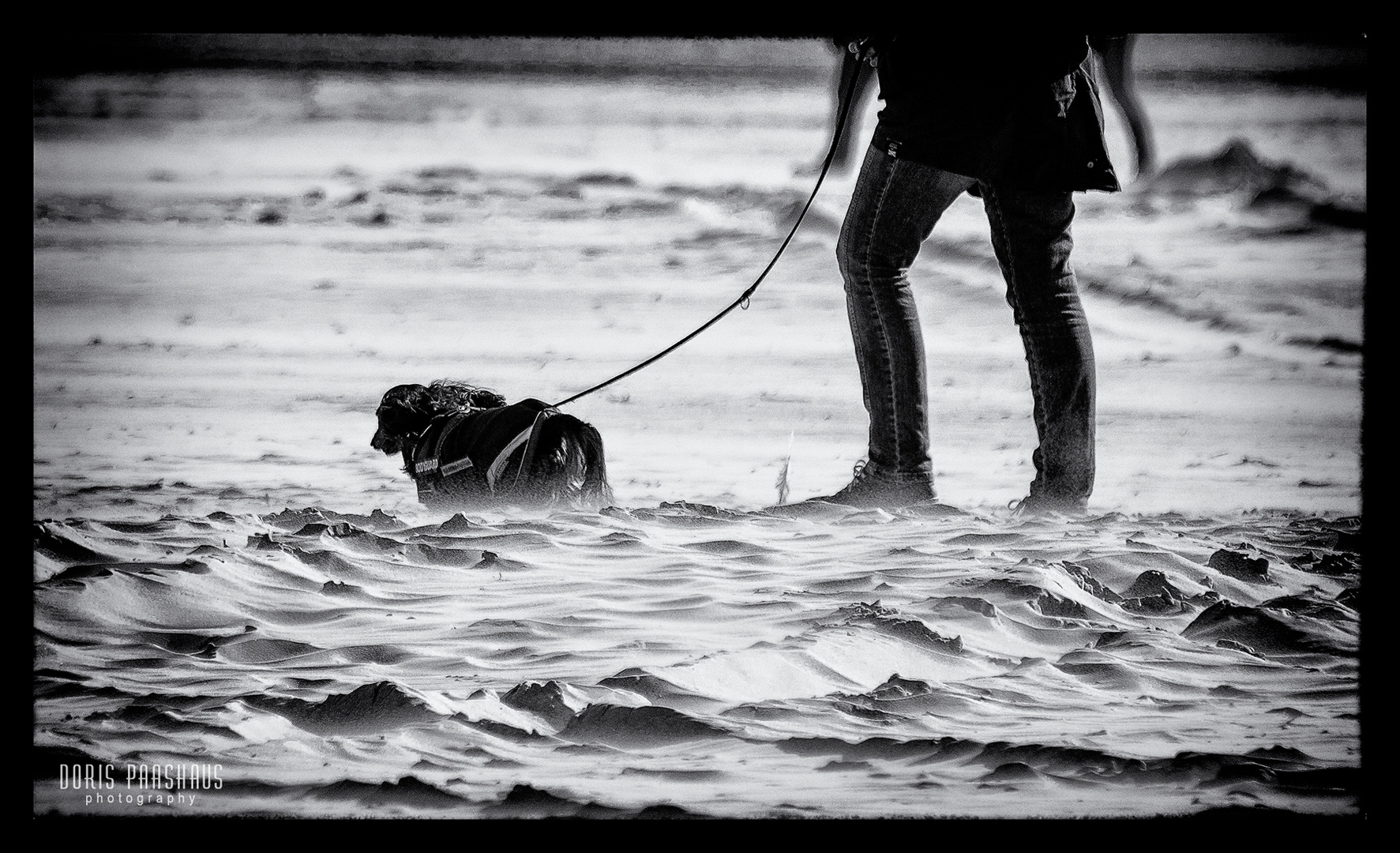 Der Windhund