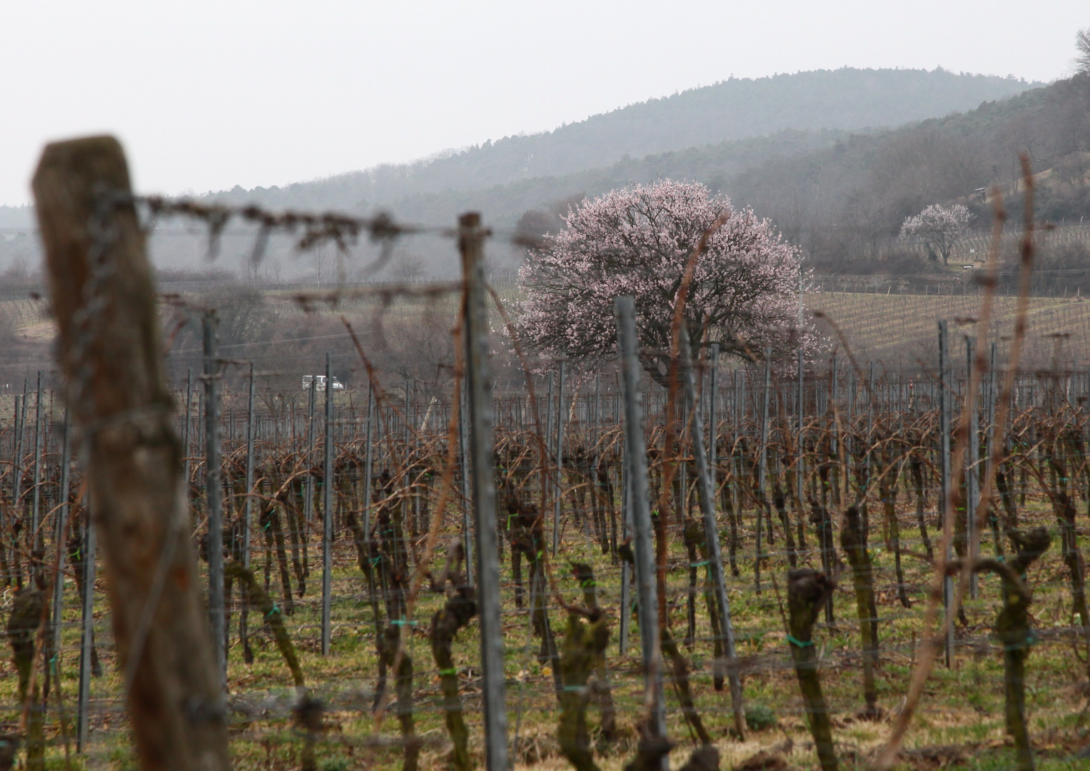 Der Wingert und die Mandelblüte