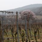 Der Wingert und die Mandelblüte