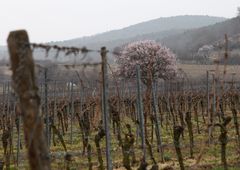 Der Wingert und die Mandelblüte