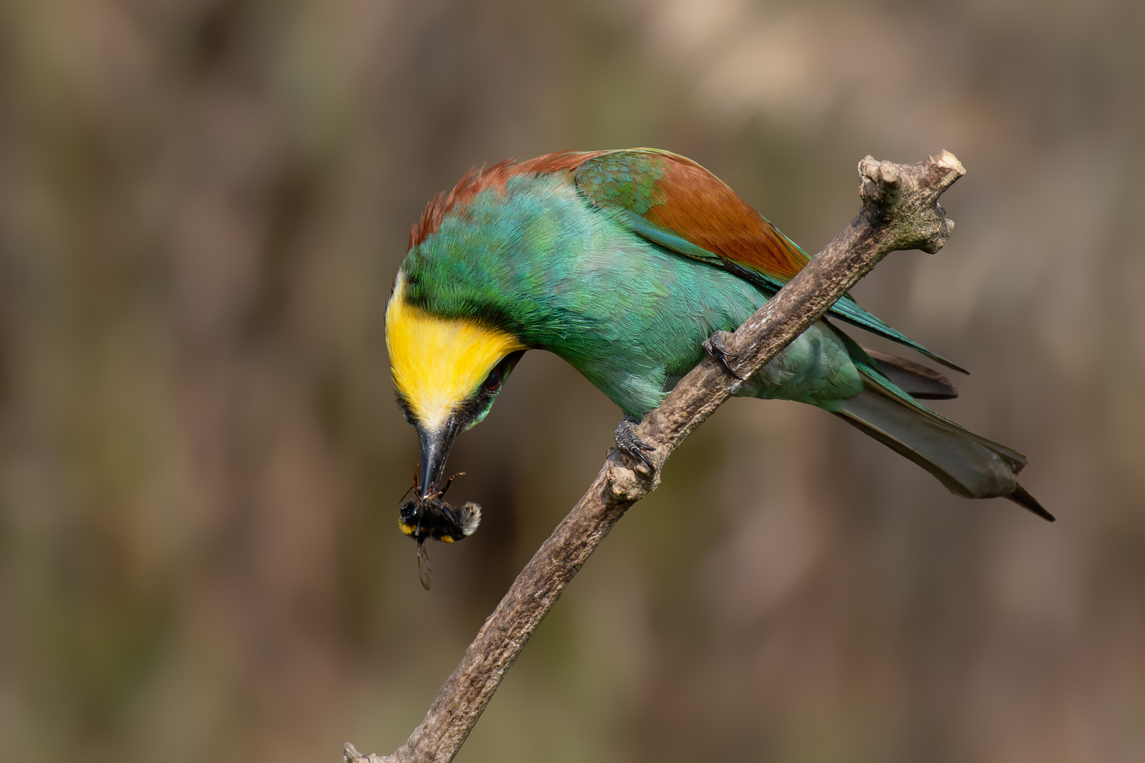 Der " Winkelakrobat" Bienenfresser ( Merops apiaster)  mit Hummel 