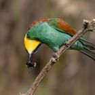 Der " Winkelakrobat" Bienenfresser ( Merops apiaster)  mit Hummel 