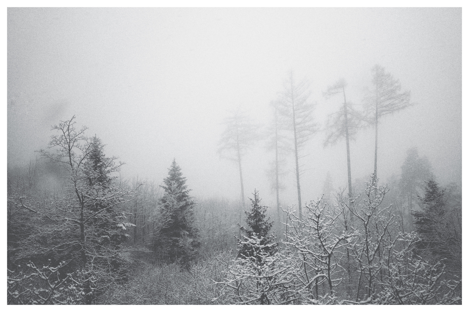 der winter bäumt sich auf