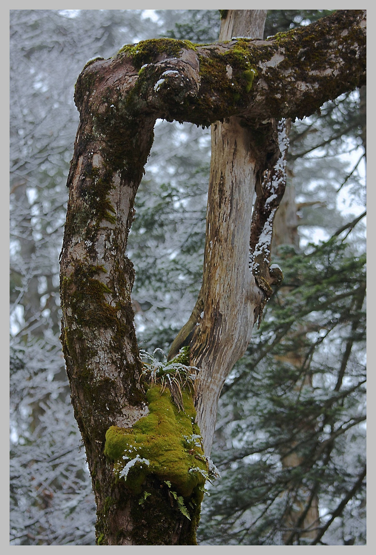 Der Winter baut sich ein Nest...