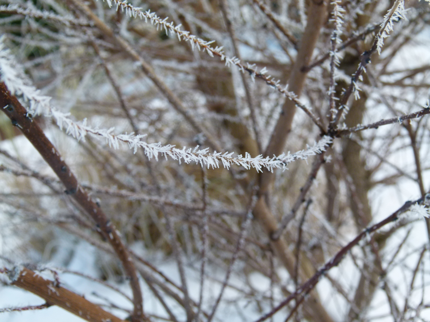 der winter bringt uns tolle erscheinungen