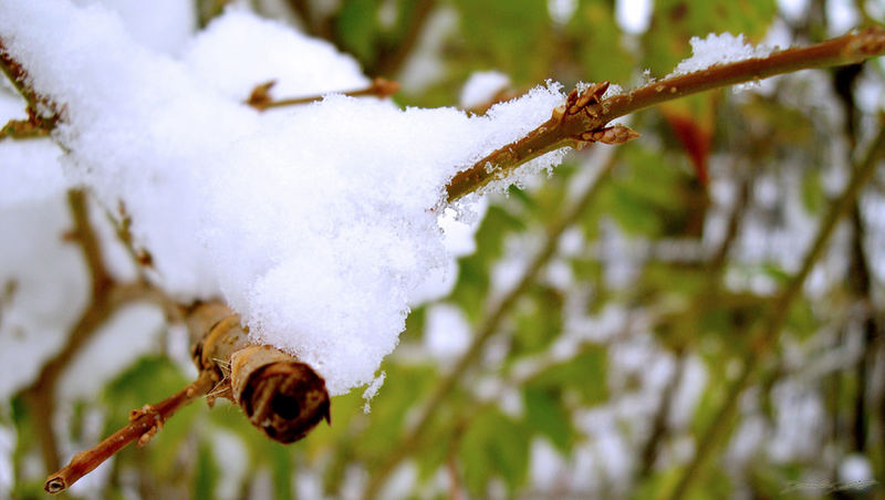 Der Winter deckt die Natur zu