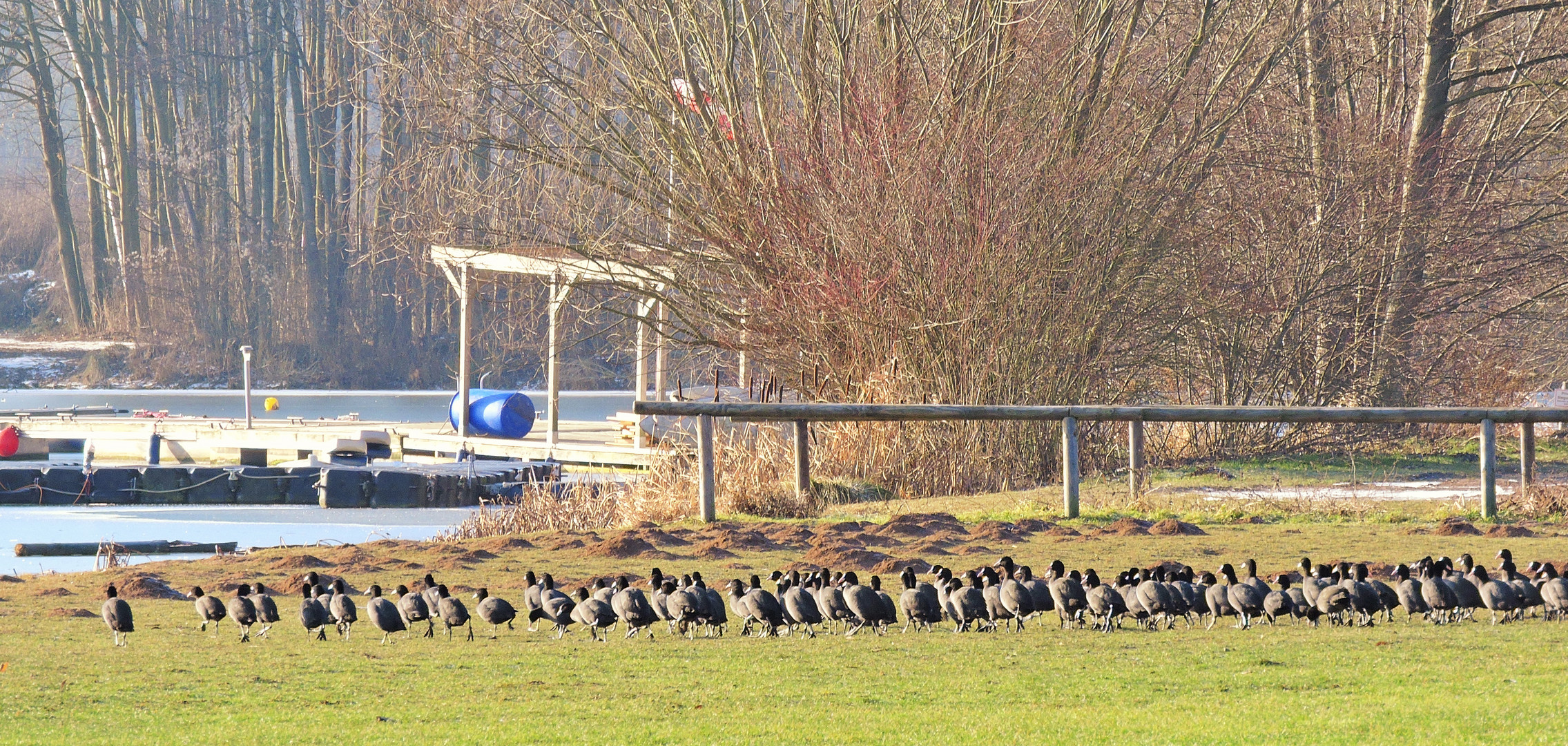 Der Winter degradiert die Wasservögel zu Landgängern.