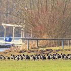 Der Winter degradiert die Wasservögel zu Landgängern.