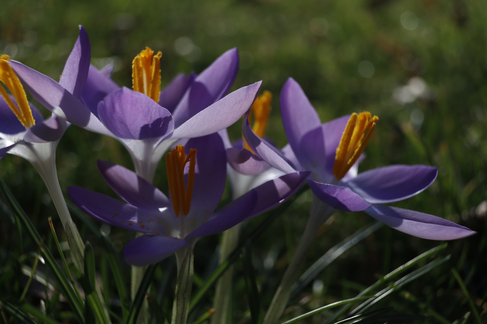 Der Winter, der ein Frühhling war I