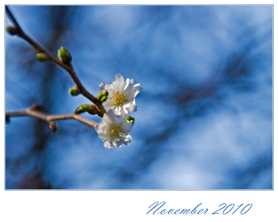 Der Winter, der ein Frühling ist...