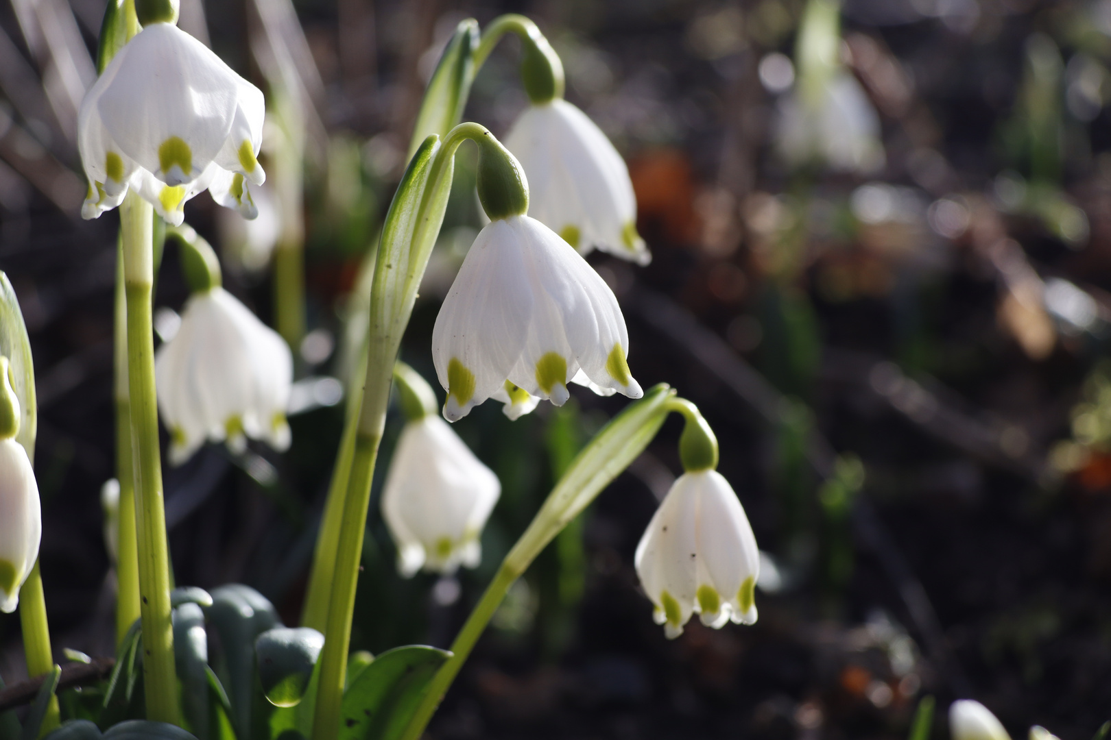 Der Winter, der ein Frühling war II