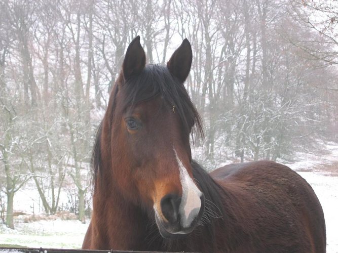 Der Winter geht