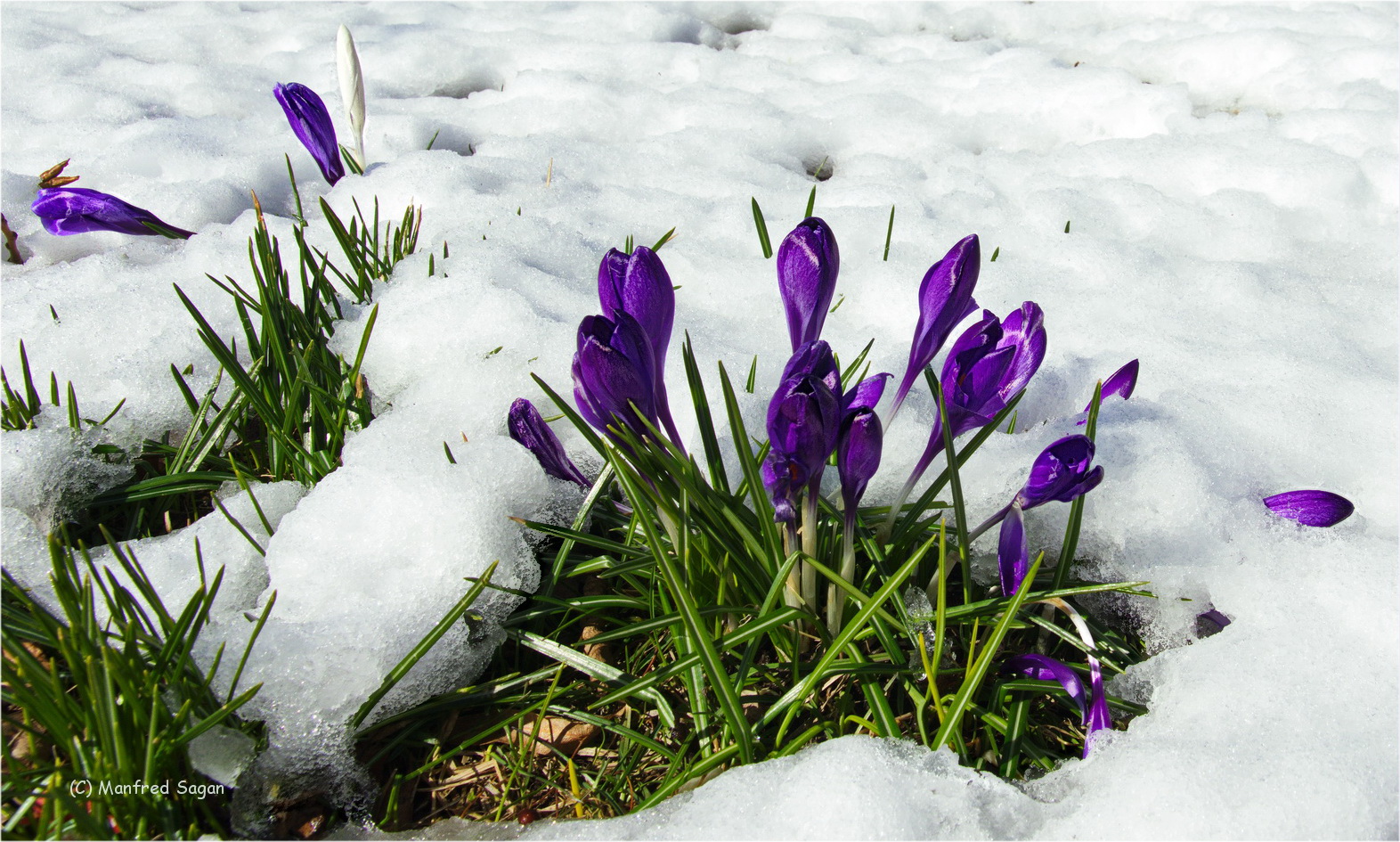 ...der Winter geht - der Frühling kommt.