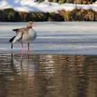 der Winter geht zu Ende (3)