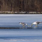 der Winter geht zu Ende (5)