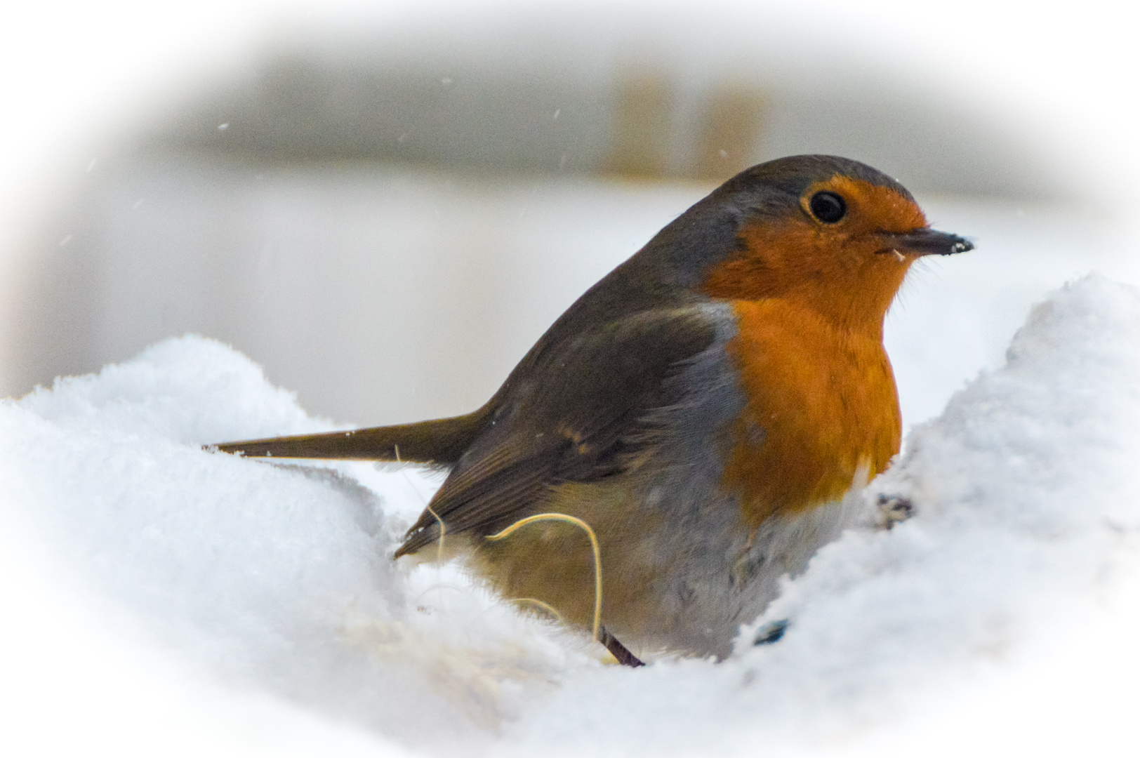 ~ der Winter hält Einzug