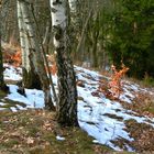 Der Winter hält sich nicht mehr !