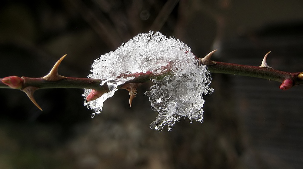 Der Winter hängt in den Seilen....