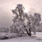 Der Winter hat begonnen - 22. Januar 2014 bei Wildbach im Erzgebirge