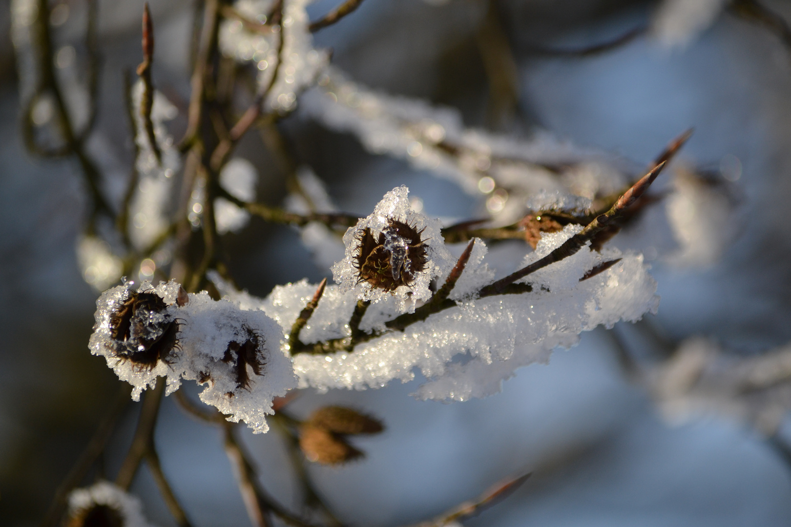 Der Winter hat gewonnen .