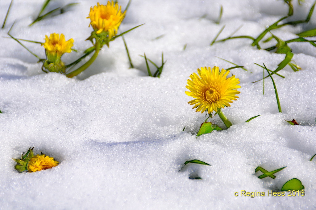 .......der Winter hat uns eingeholt !!!!