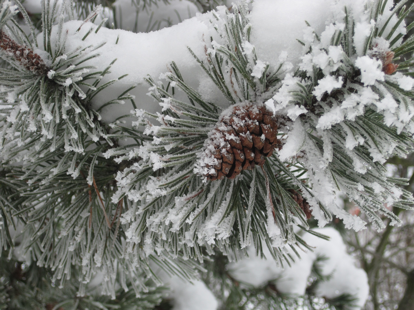 Der Winter hat uns fest im Griff